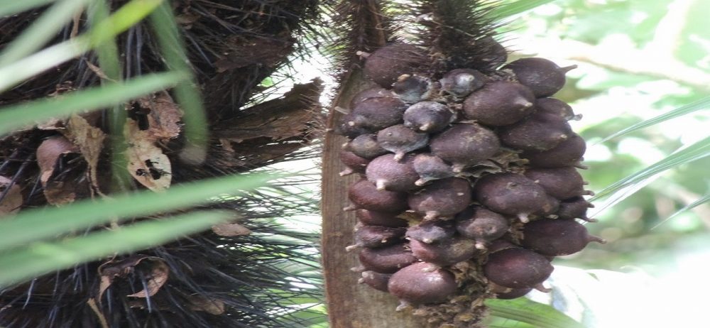 Fruta Com B - Lista De Frutas Com 'B' Em Ordem Alfabética