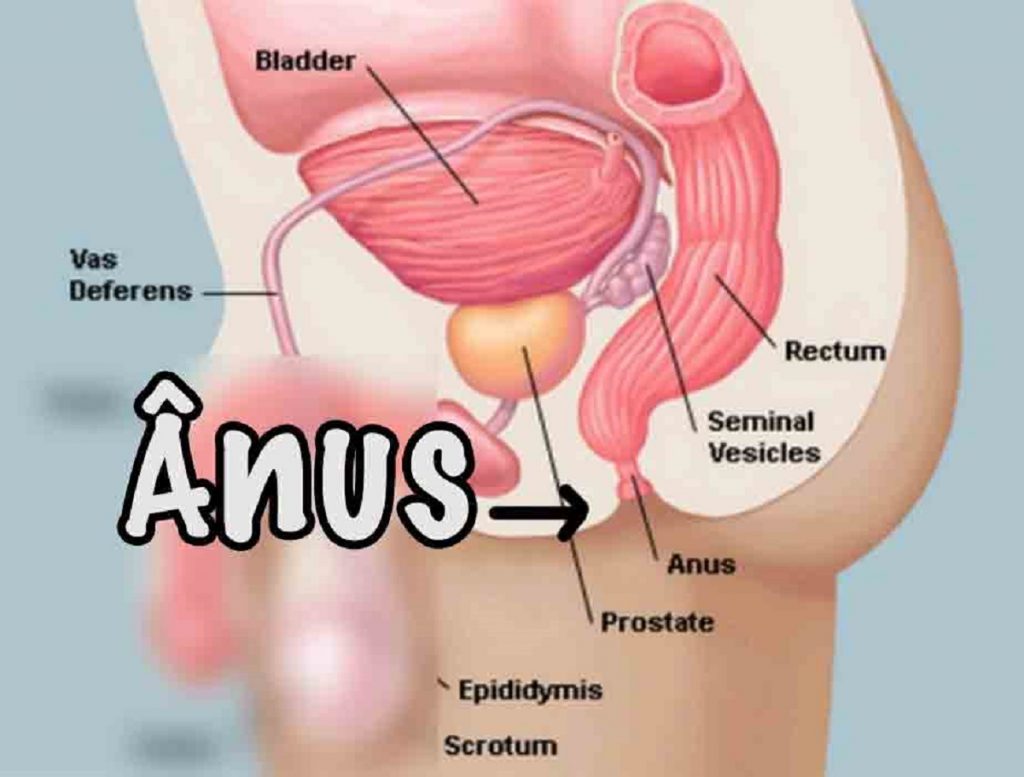 Ânus - Partes do corpo humano