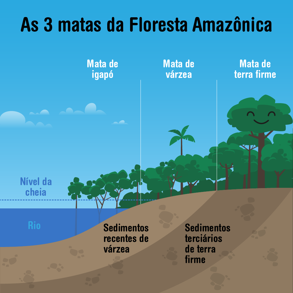 As 3 Matas Da Floresta Amazônica Educação E Transformação 3256