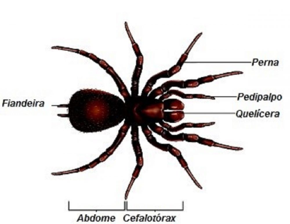 Aracnídeos