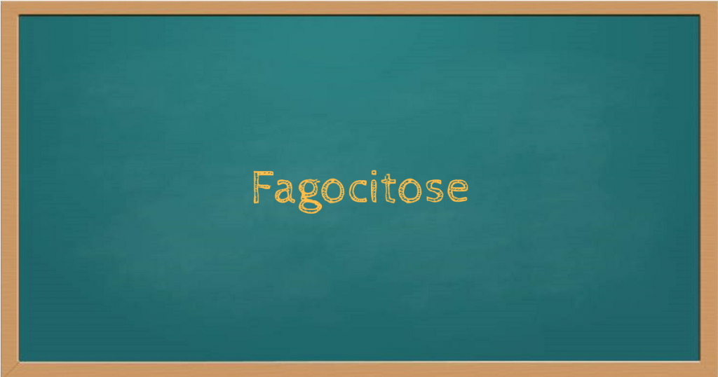 Fagocitose