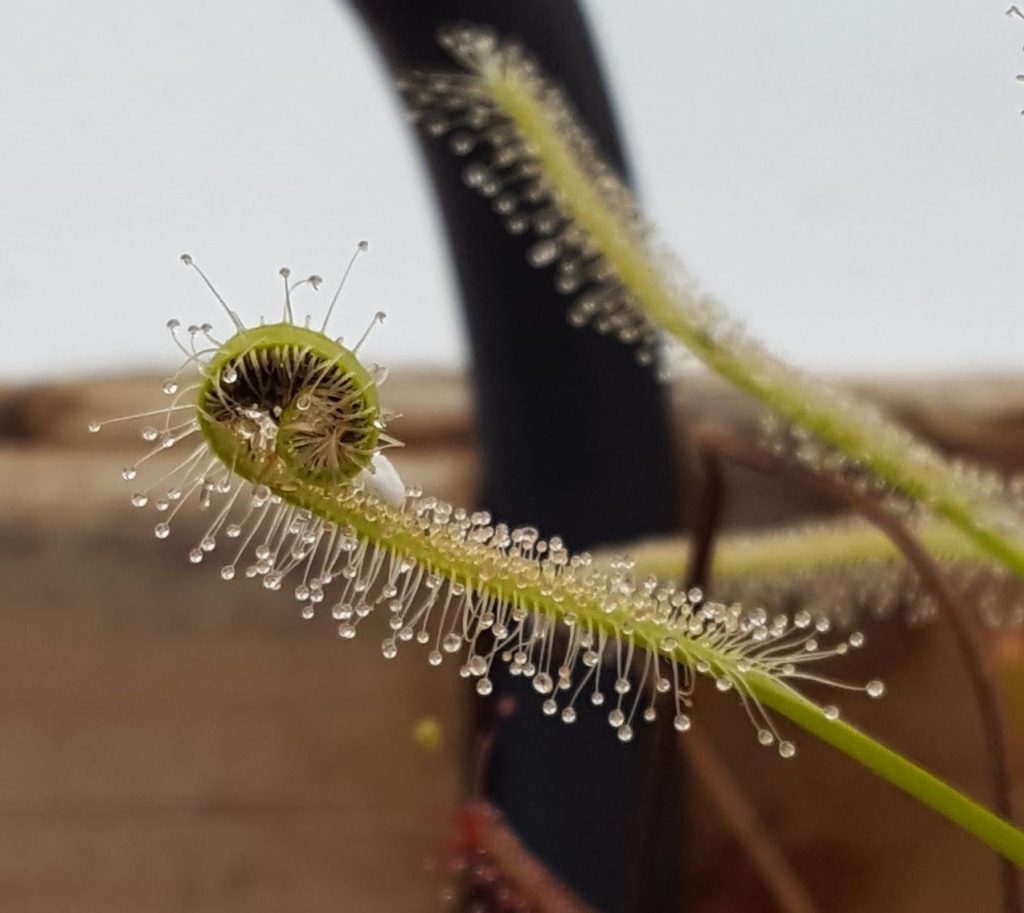 Drosera capensis ou Drosera cabo: Drosera capensis ou Drosera cabo