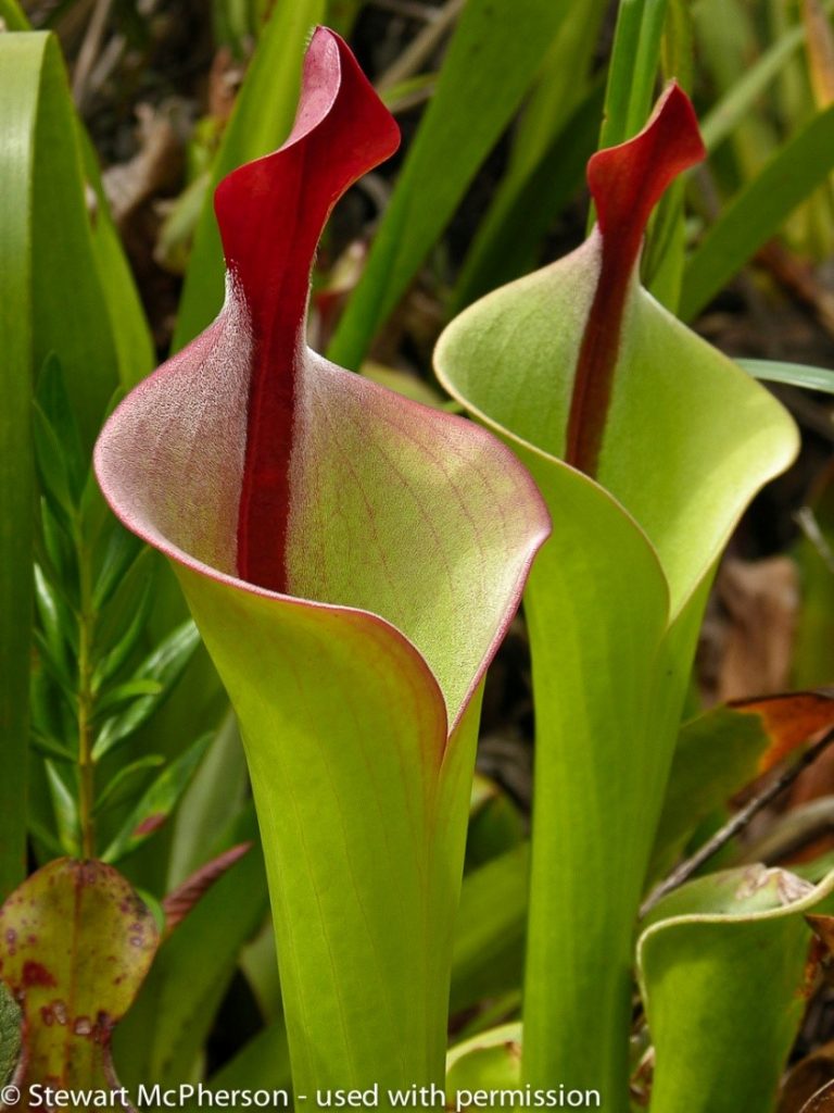 Plantas Carnívoras