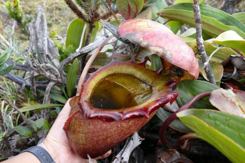 Plantas Carnívoras