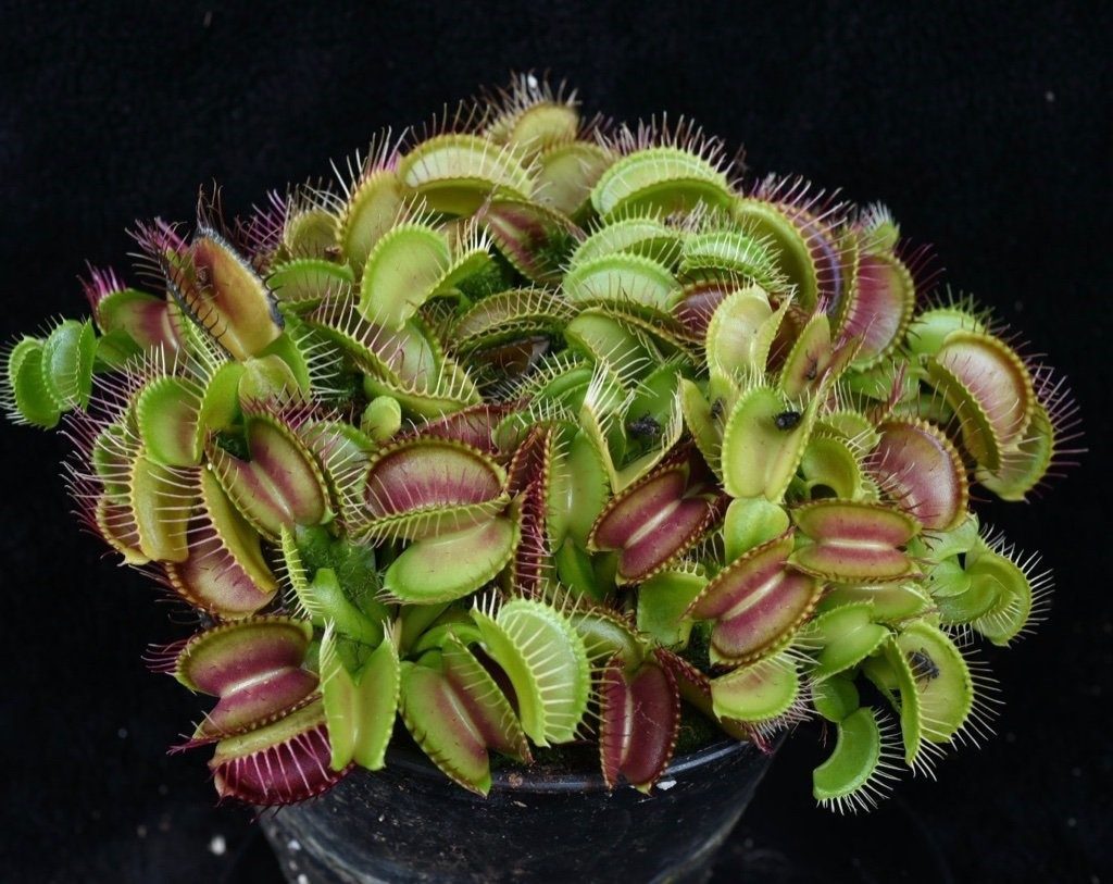 Plantas Carnívoras - DIONAEA MUSCIPULA OU APANHA MOSCAS