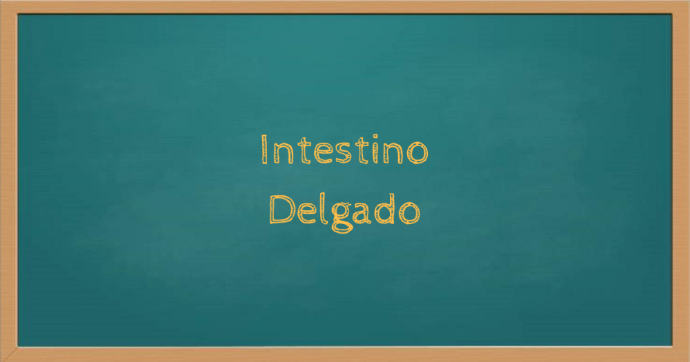 Intestino Delgado